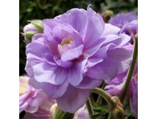 ������ ������� ����� �����.jpg