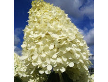 271���. ��������� ����������� �������� ���� ������.jpg