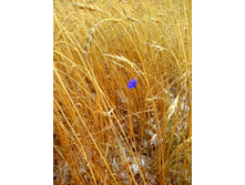 IMG 20151009 124024.jpg