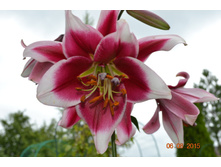 55ce03578b06b dsc0687.JPG