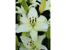 24,44���. ����� ���� ����(�������� ���� �� 5 ��., ����������� ����� 1��.)���15.jpg