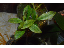 �������� ����, Backhousia citriodora,