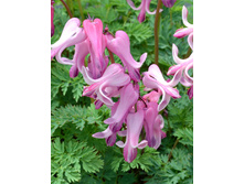 263���. �������� ���� ����(�������� ���� �� 1 ��., ����������� ����� 1��.)���16.jpg