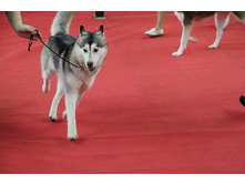 ������ ����� ����