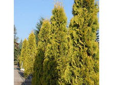 139,7���. ��� Thuja occidentalis Yantar.jpg