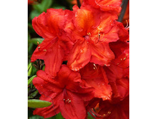 306���. ������ Knapp Hill ������ ���������.jpg