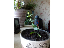 IMG 20150925 062350.jpg