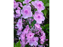 ������� ������