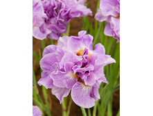 Iris-siberica-Pink-Parfait.jpg