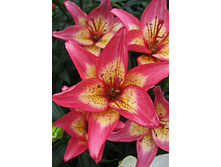 24,44���. ����� ������� ����(�������� ���� �� 5 ��., ����������� ����� 1��.)���15.jpg