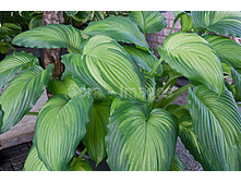Hosta-War-Paint.jpg