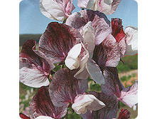 �������� ������� ������� 10�� 17.jpeg