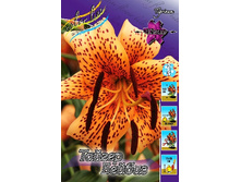 40,86���. ����� ������ ������(�������� ���� �� 5 ��., ����������� ����� 1��.).jpg