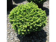 128,7���. ��� Picea abies Little Gem.jpg