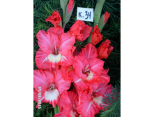 34 ���������.jpg