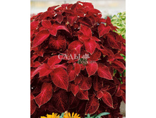 ������ ��������� ������� ������ 15�� 14.jpg