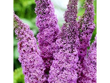 139���. ������� ������ ���� ������.jpg