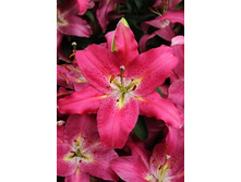 29,16���. ����� ���� �����(�������� ���� �� 7 ��., ����������� ����� 1��.)���15.jpg