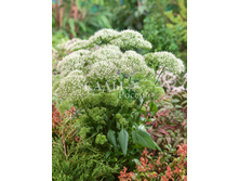 ��������� ����� ������� ����� 10�� 25.jpg