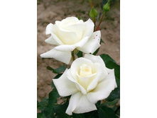 ������ ���� 220���. (����� �������� ��� 8��.).jpg