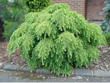 106,7���. ����� Tsuga canadensis Jeddeloh.jpg