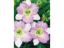 Hemerocallis-Eleonore.jpg