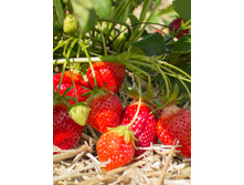 47,28���. ��������� ������� ������(���������� ������ ������ ���������� �� 5 ��.)���16.jpg