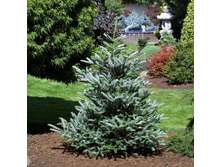 387,2���. ����� Abies koreana Silberlocke.jpg