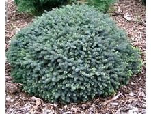 172,7���. ��� Picea mariana Nana.jpg