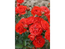 ��������� ���������� 220���. (����� �������� ��� 6��.).jpg