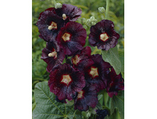 27,93���. ������ �����(���������� �� ����� �������� �� 3��.).jpg