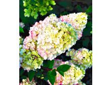 243���. ��������� ����������� ������ �����.jpg