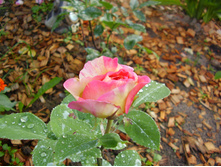 Marc Chagall (1).JPG