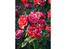 ���� ������ 220���. (����� �������� ��� 24��.).jpg