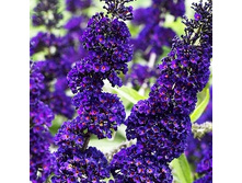 139���. ������� ������ ���� ����.jpg