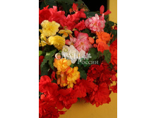 ������� ��������� ������ ����� ���������� 10�� 17.jpg