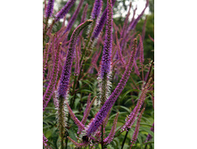 130,3���. ������������� ������������(�������� ���� �� 1 ��., ����������� ����� 1��.).jpg