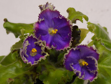 ��-���������� �����