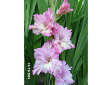 29 ������ �������