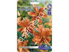 ����� �����.jpg