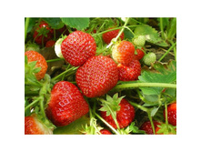 30,7���. ��������� ������� ��������(���������� ������ ������ ���������� �� 5 ��.)���15.jpg