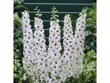 ���������� ������������� �������.jpg