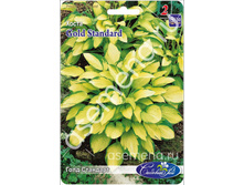 �����	���� ��������	Gold Standard