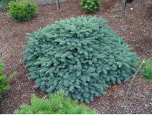 150,7���. ��� Picea abies Waldbrund.jpg