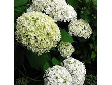 148���. ��������� ����������� ������.jpg