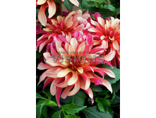 93,1���. �������� ������� ��� ����(�������� ���� �� 1 ��., ����������� ����� 1��.)���16.jpg