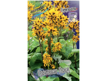 107���. ��������� �������� ����(�������� ���� �� 1 ��., ����������� ����� 1��.).jpg