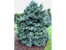 95,7���. ����������� Chamaecyparis pisifera Boulevard.jpg