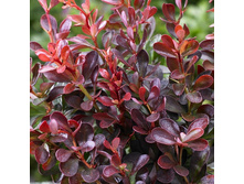 127���. �������� �������� ������������ ����.jpg