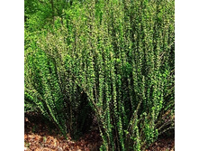 137���. �������� �������� ������.jpg